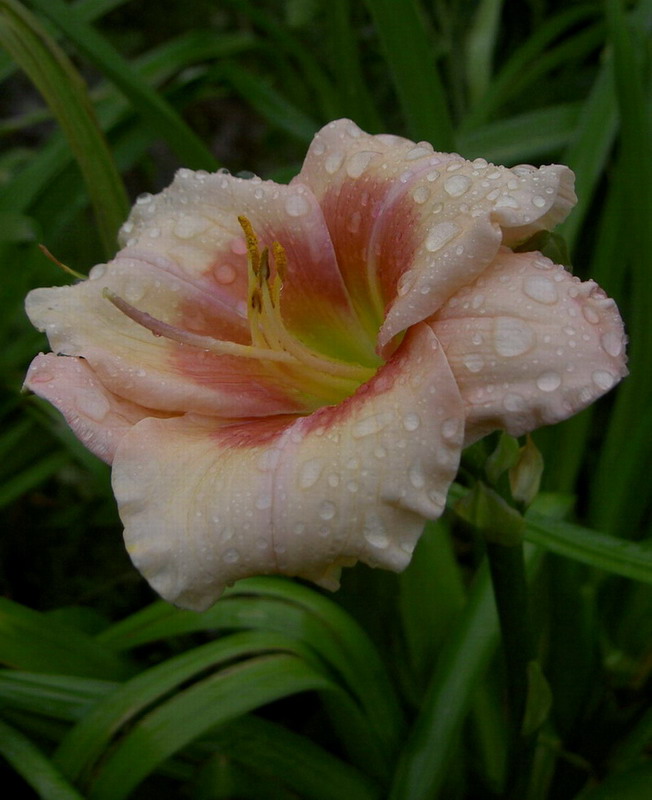 photo "***" tags: nature, macro and close-up, flowers