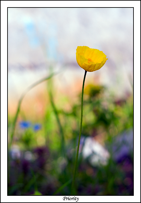 photo "***" tags: nature, flowers