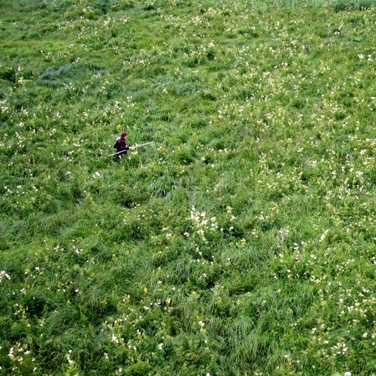 фото "lost in the grass" метки: природа, 