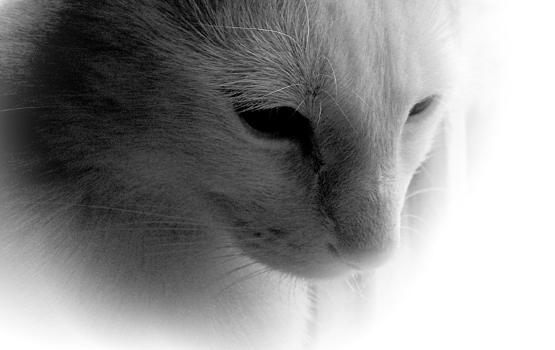 photo "Cat Portrait" tags: , 