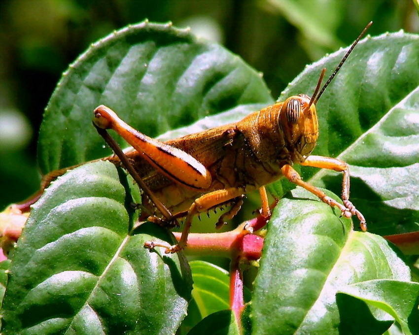 photo "Jumper" tags: macro and close-up, nature, insect