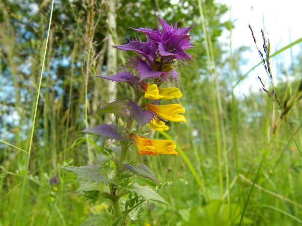 photo "***" tags: nature, flowers