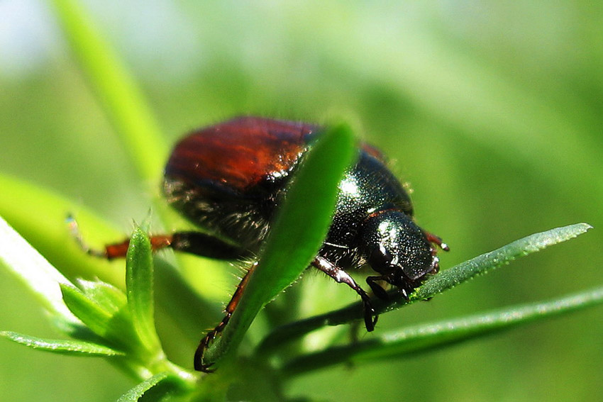 photo "Пожиратель" tags: macro and close-up, 