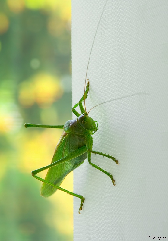 photo "***" tags: nature, insect