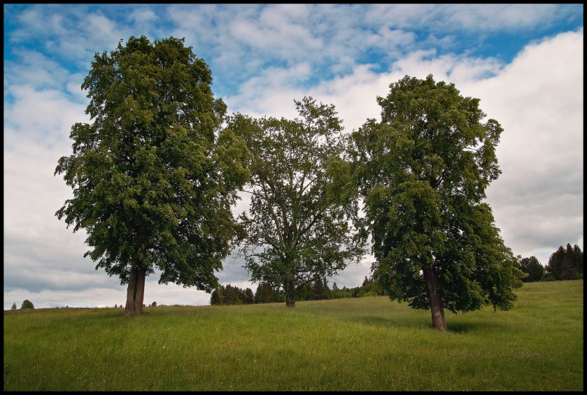 photo "***" tags: landscape, summer