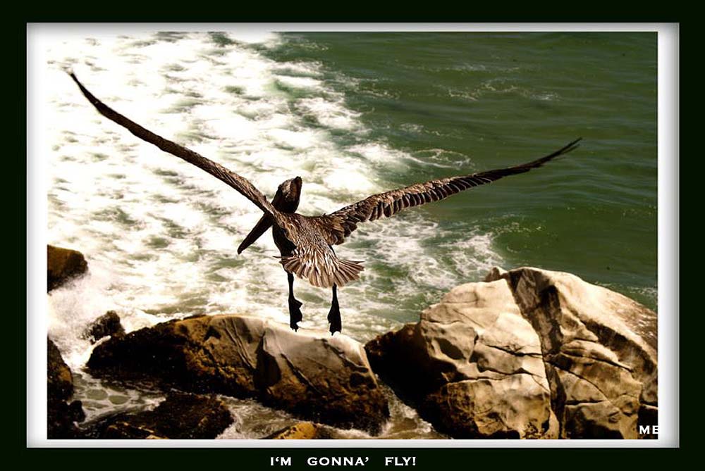 photo "I'm Gonna' Fly!" tags: nature, 