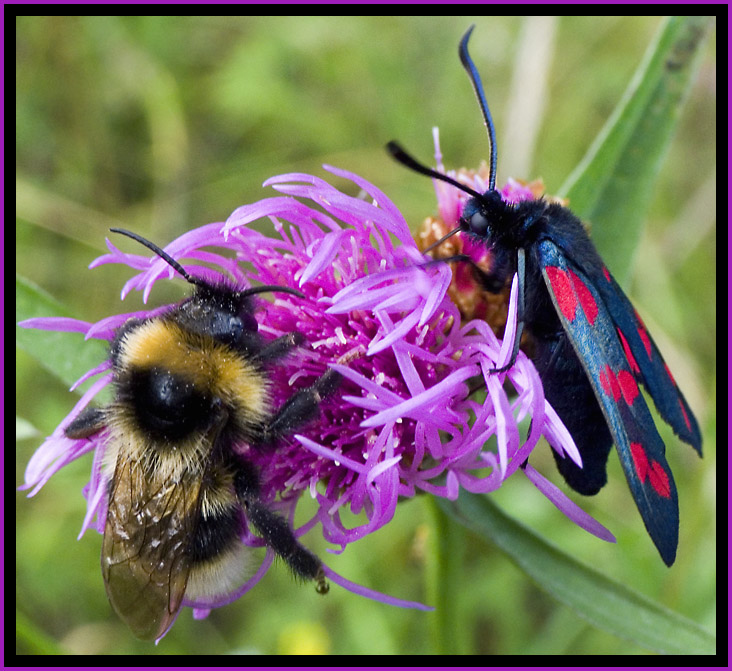 photo "Strange Friendship" tags: nature, macro and close-up, insect