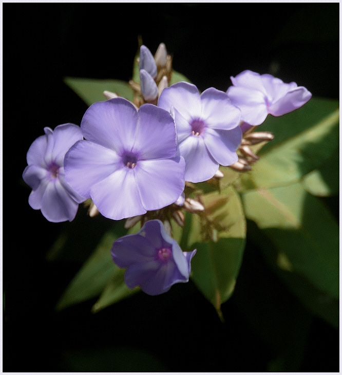 photo "***" tags: nature, flowers