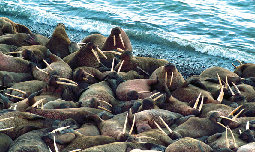 фото "Лежбище моржей" метки: природа, дикие животные