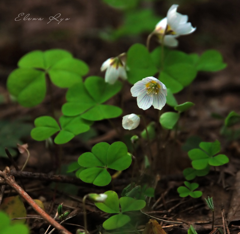 photo "***" tags: nature, macro and close-up, flowers