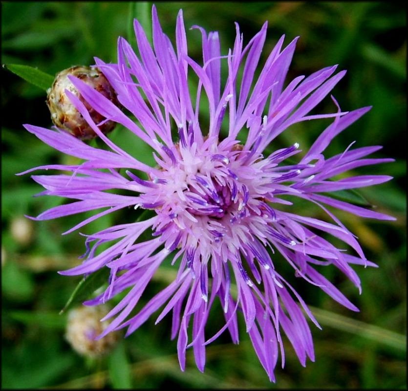 photo "***" tags: nature, macro and close-up, flowers