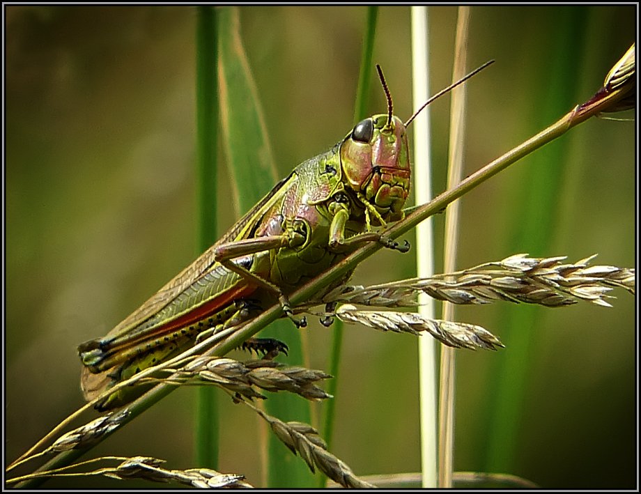 photo "The horsy for the knight" tags: macro and close-up, nature, insect