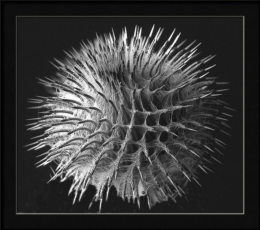 фото "thistle" метки: природа, макро и крупный план, цветы