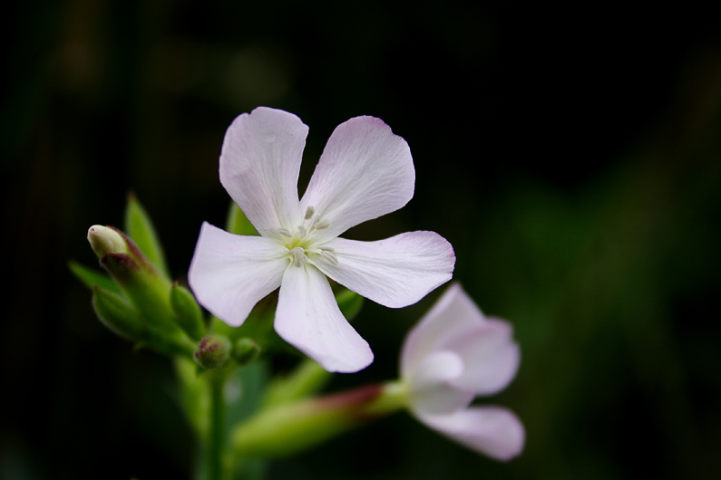 photo "#" tags: nature, flowers