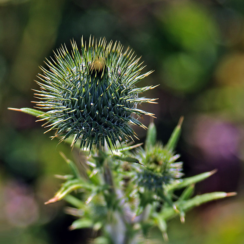 photo "***" tags: nature, macro and close-up, flowers