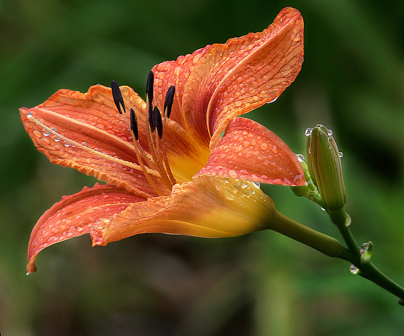 photo "***" tags: nature, flowers