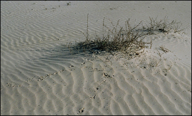 photo "Among the sands-3" tags: nature, landscape, 