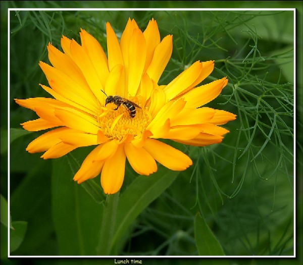 photo "lunch time" tags: nature, flowers
