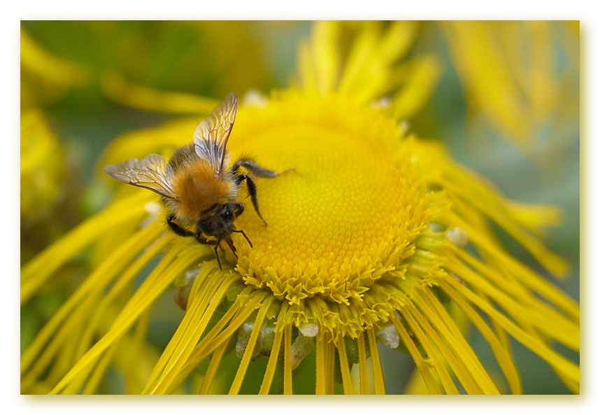 photo "July" tags: macro and close-up, nature, insect