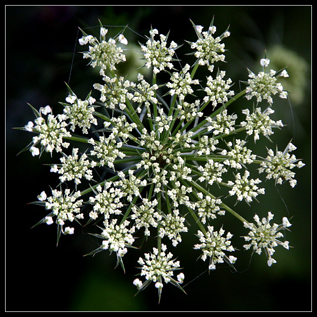 photo "Summer Snowflake" tags: nature, flowers