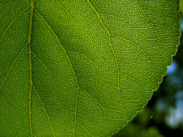 photo "Gridiron of supply" tags: macro and close-up, nature, flowers