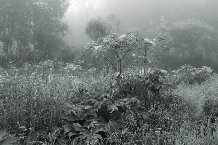 photo "***" tags: black&white, landscape, summer