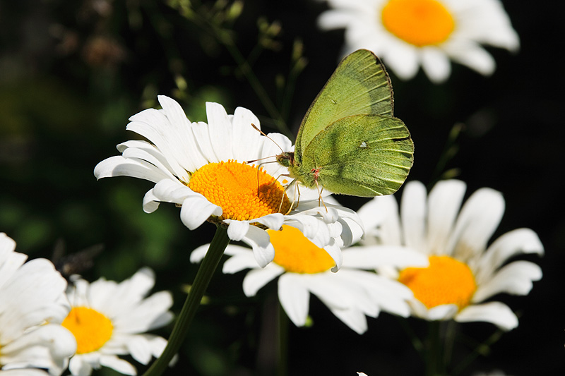 photo "***" tags: nature, insect