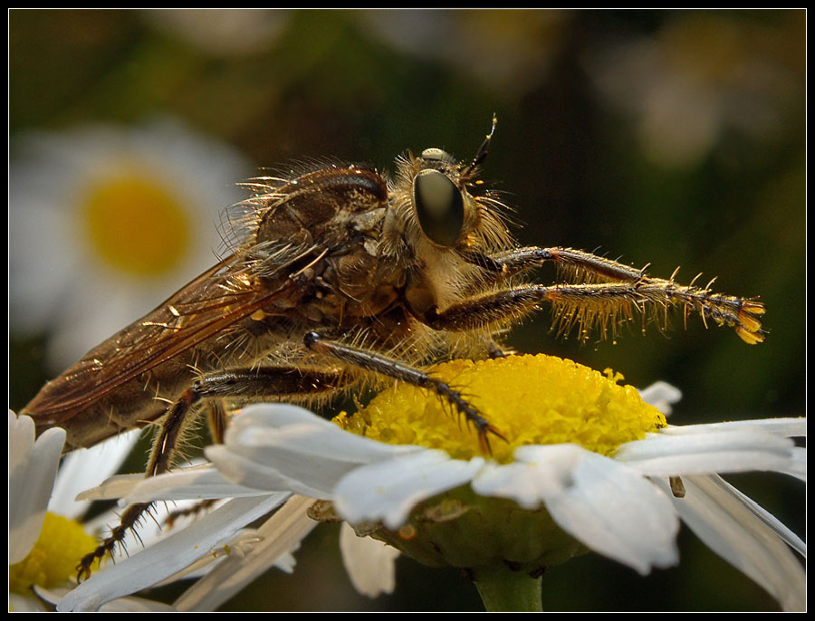 photo "***" tags: nature, macro and close-up, insect