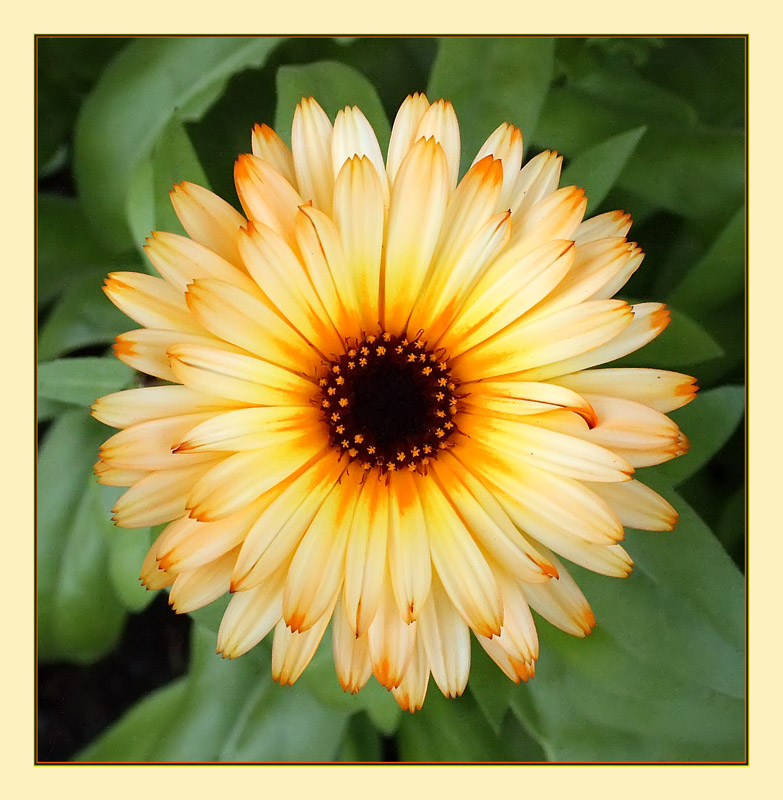 photo "***" tags: nature, flowers