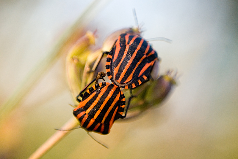 photo "***" tags: macro and close-up, 