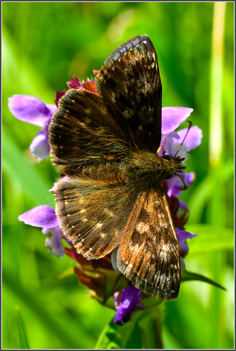 photo "~--~" tags: macro and close-up, nature, insect