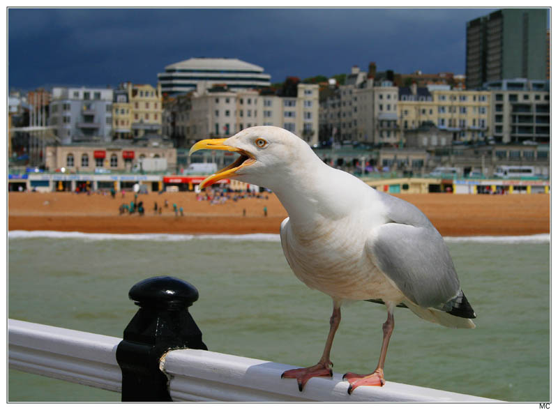 photo "Seagull" tags: nature, travel, Europe, wild animals