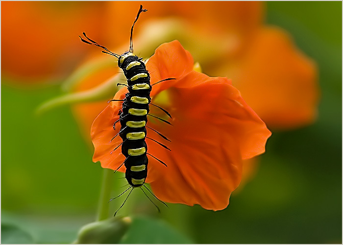 photo "***" tags: macro and close-up, 