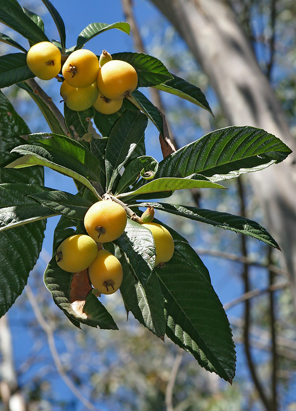 photo "Temptation" tags: nature, travel, North America, flowers