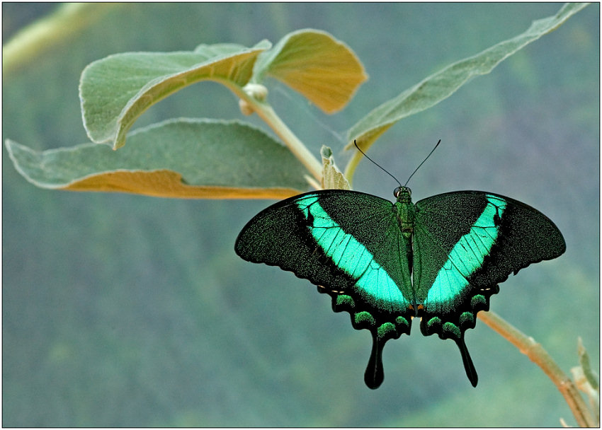 photo "***W***" tags: macro and close-up, nature, insect