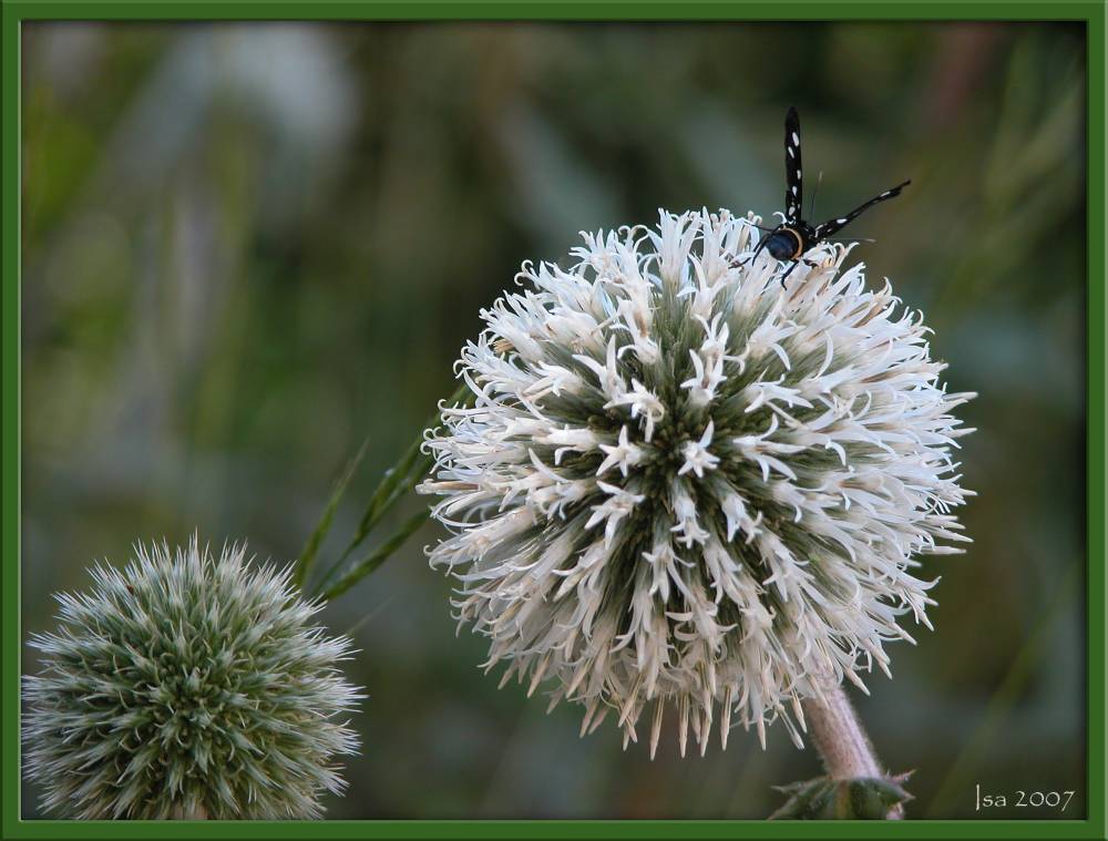 photo "rest time" tags: nature, flowers