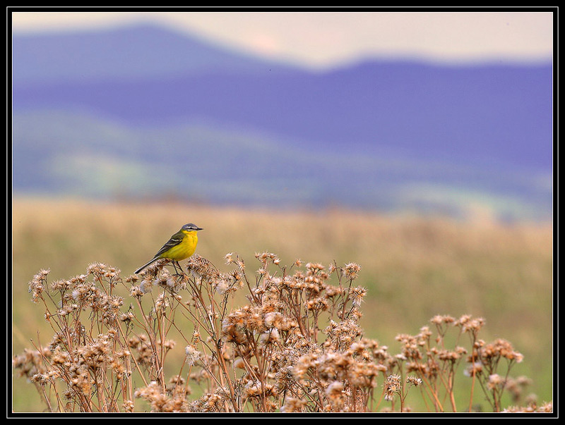 photo "***" tags: nature, wild animals