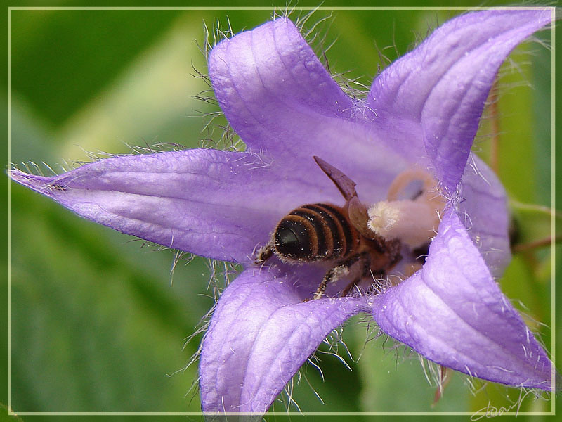 photo "***" tags: nature, macro and close-up, insect