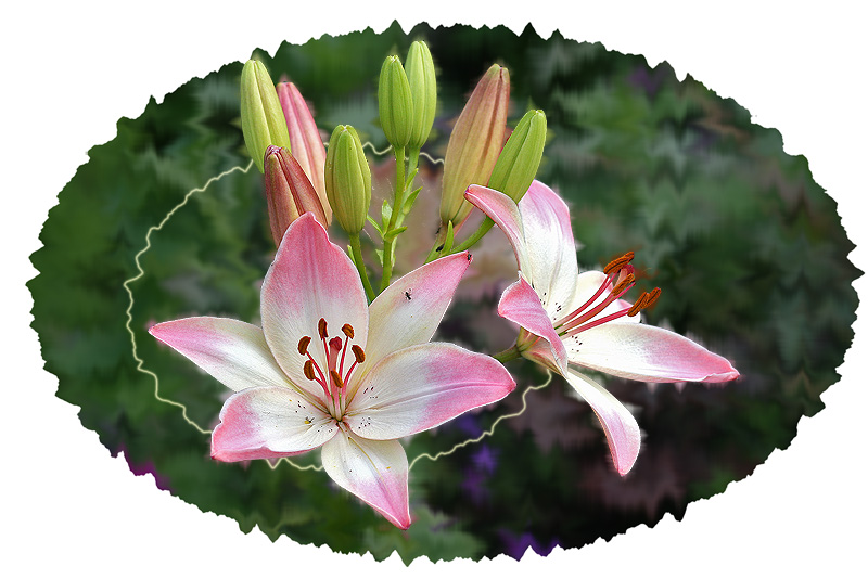 photo "Pink lilies. Beggining." tags: nature, macro and close-up, flowers