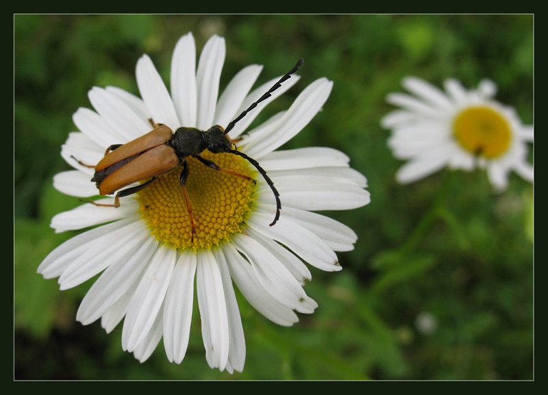 photo "***" tags: nature, macro and close-up, flowers