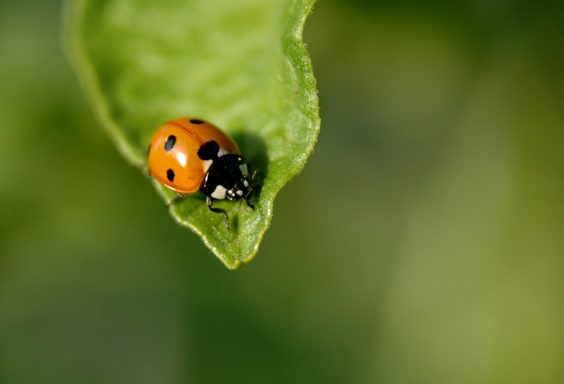 photo "***" tags: macro and close-up, 