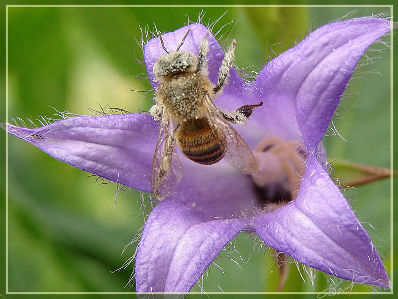 photo "***" tags: nature, macro and close-up, insect