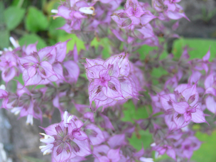 photo "***" tags: nature, flowers