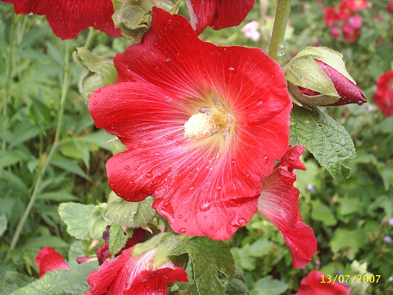 photo "***" tags: macro and close-up, 