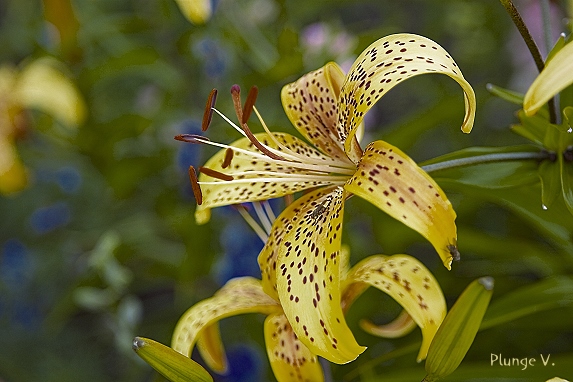 photo "***" tags: nature, flowers