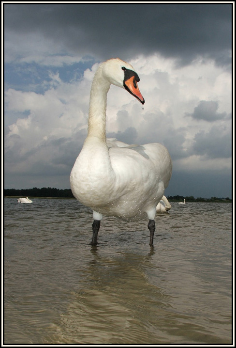 photo "Flock leader" tags: nature, wild animals