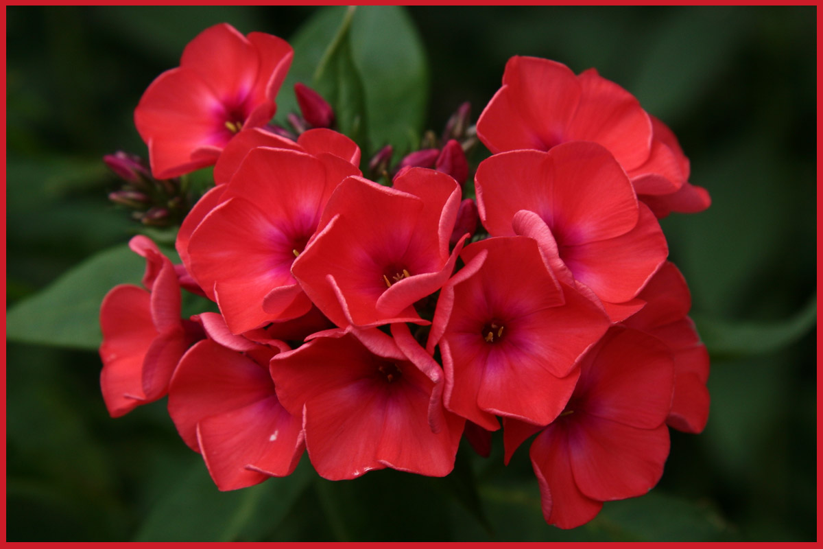 photo "***" tags: macro and close-up, nature, flowers