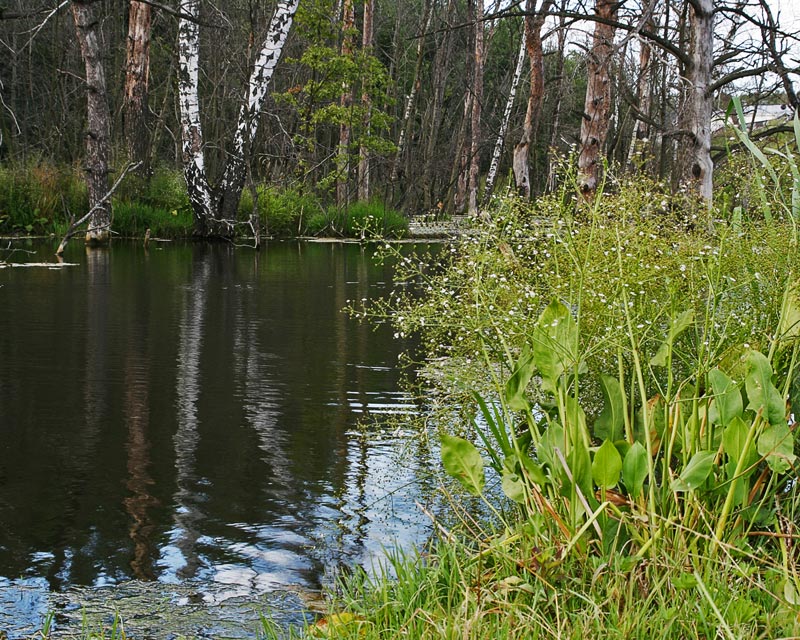 фото "На берегу очень тихой реки" метки: пейзаж, вода, лето