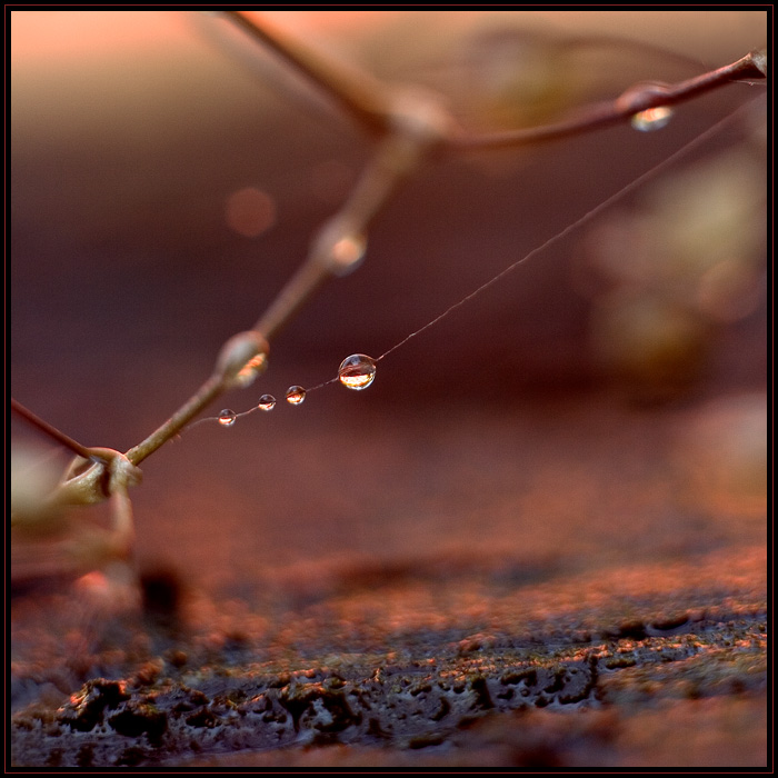 photo "* Bloody Labyrinth *" tags: macro and close-up, still life, 