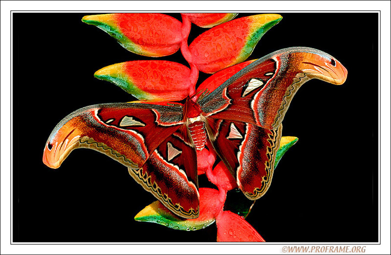 photo "Attacus Atlas" tags: nature, macro and close-up, 